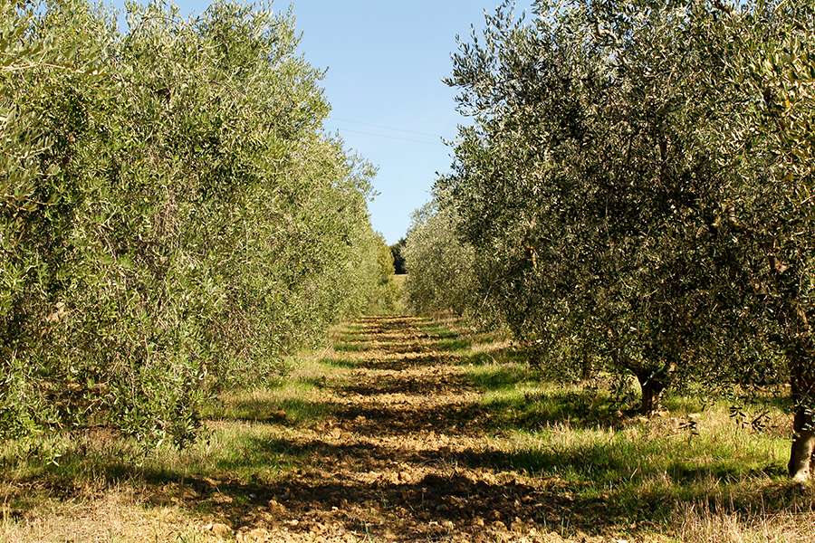 Agriturismo for sale in Tuscany Restaurant Vineyard and Olive Grove
