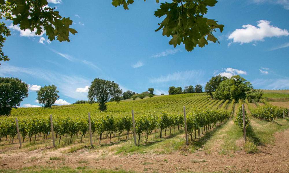Authentic Country Home With Land, Le Marche
